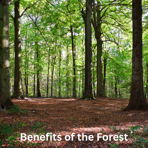 Benefitsoftheforest